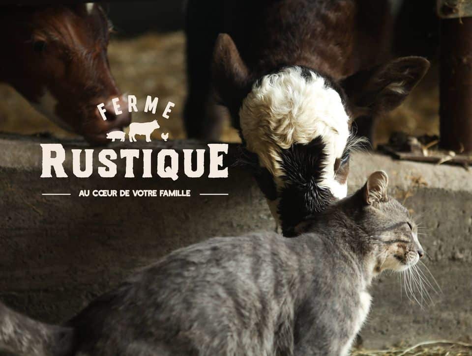 Chat et veau dans une ferme rustique.