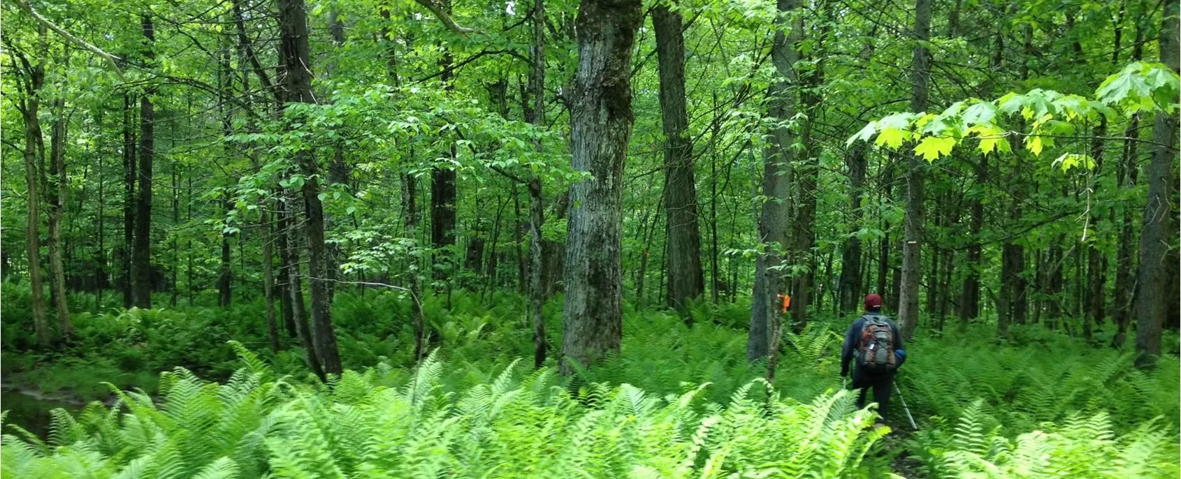 La Forêt de la Seigneurie de Lotbinière - Région Lotbinière,La Forêt de la Seigneurie de Lotbinière