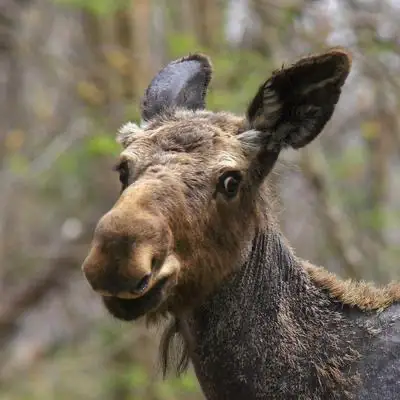 Élan regardant l'objectif en milieu forestier