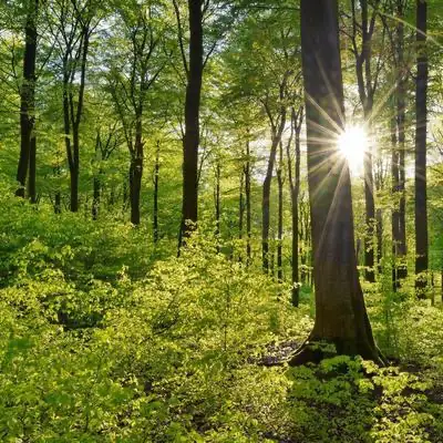 Forêt ensoleillée avec arbres et feuillage vert