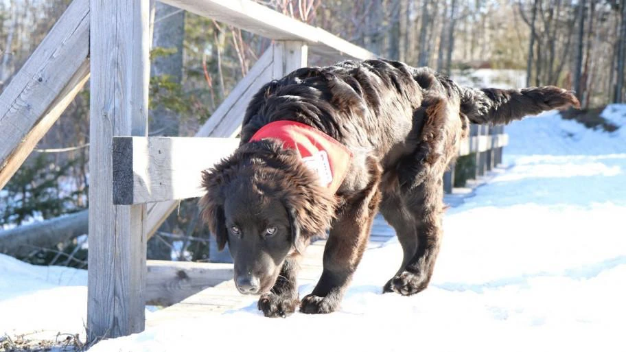 Chien noir sur pont enneigé en hiver