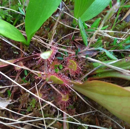 Plante carnivore au milieu de la végétation.
