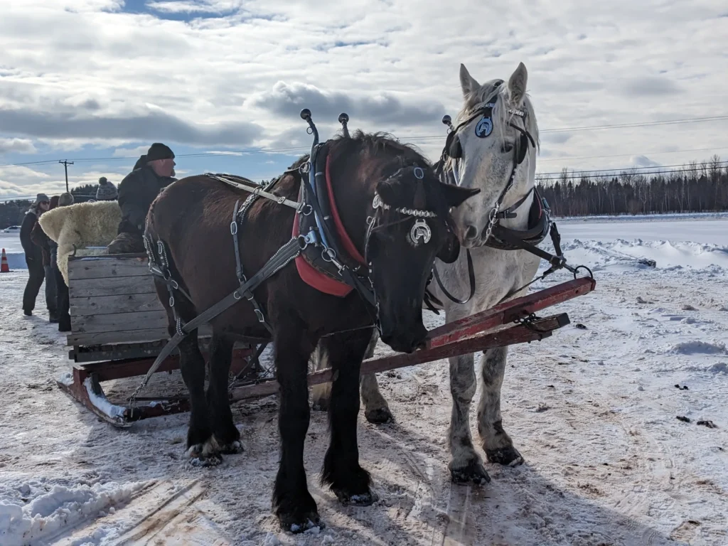 Chevaux attelés à un traîneau dans la neige.
