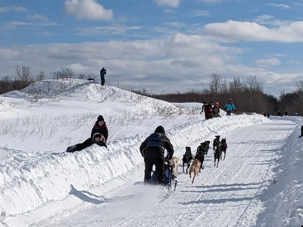 Course de chiens de traîneau sur neige.