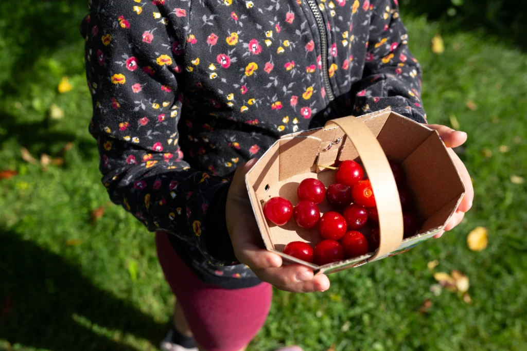 Cerise griotte (juin et juillet)