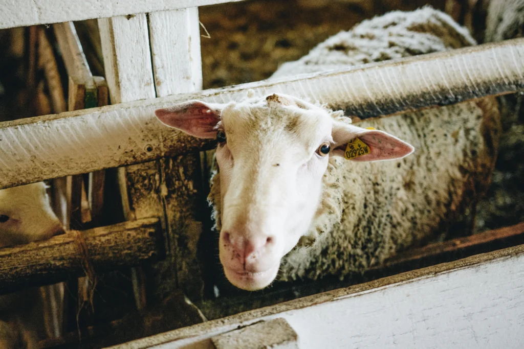 Ferme pédagogique Marichel