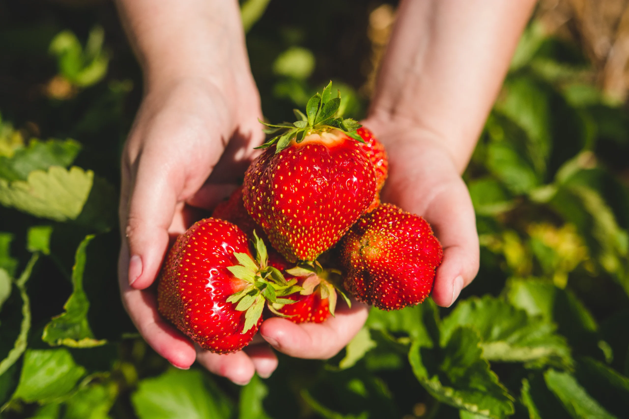 Mains tenant des fraises fraîches