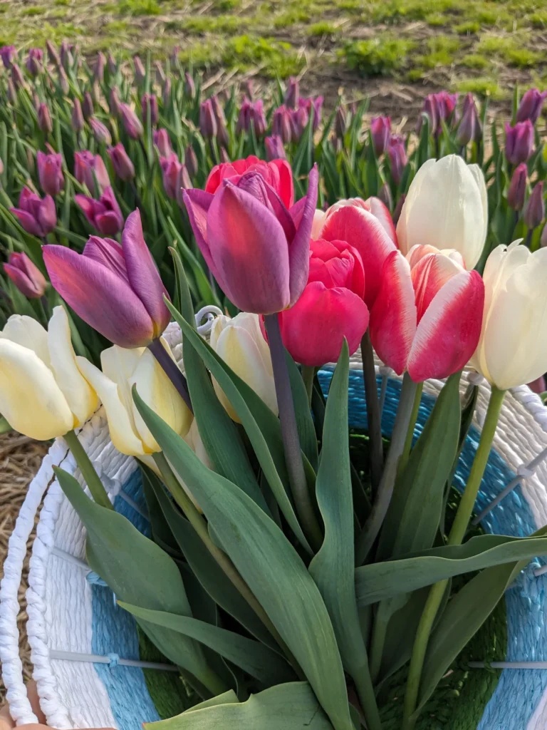 Tulipes d'Élodie