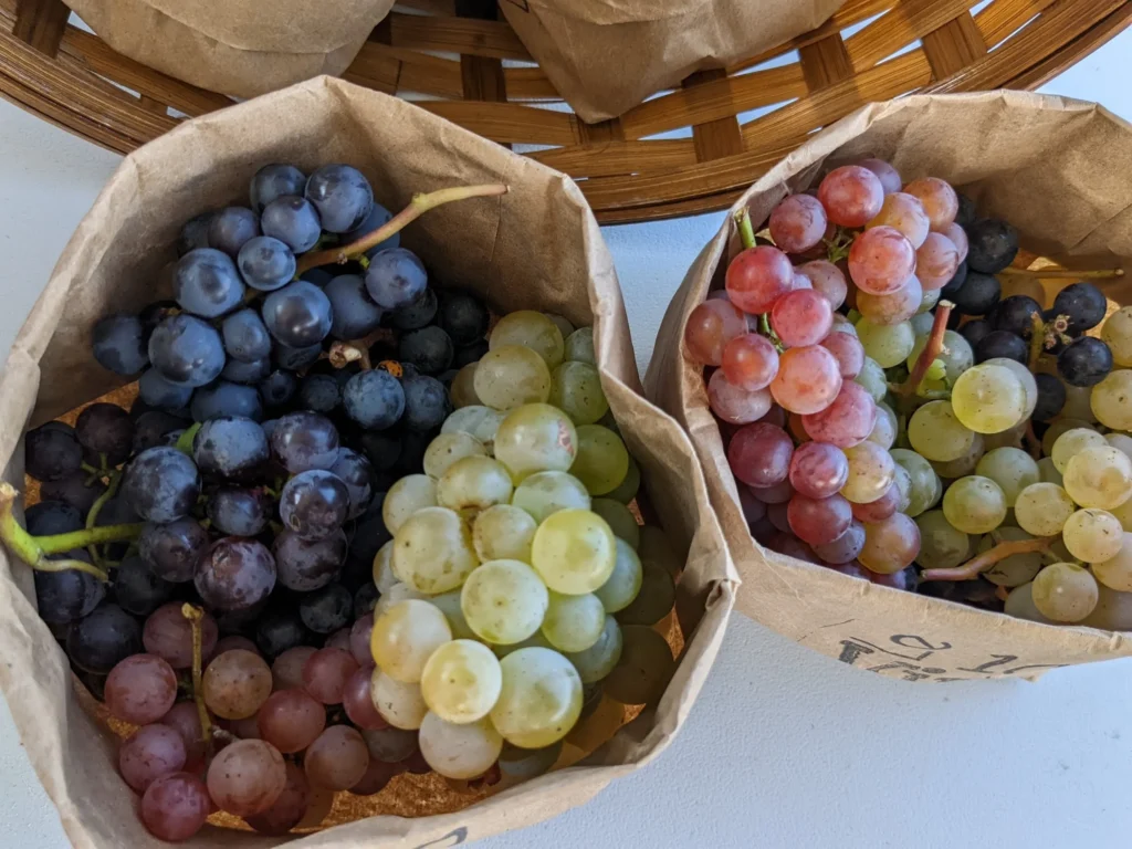 Raisin (septembre et octobre)