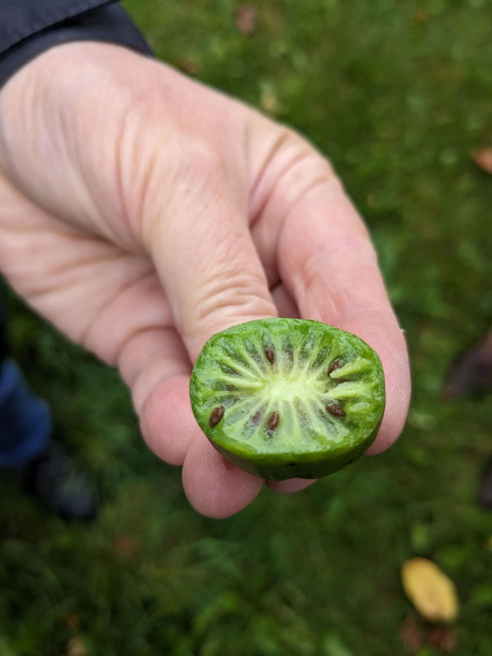 Main tenant un petit fruit vert coupé.