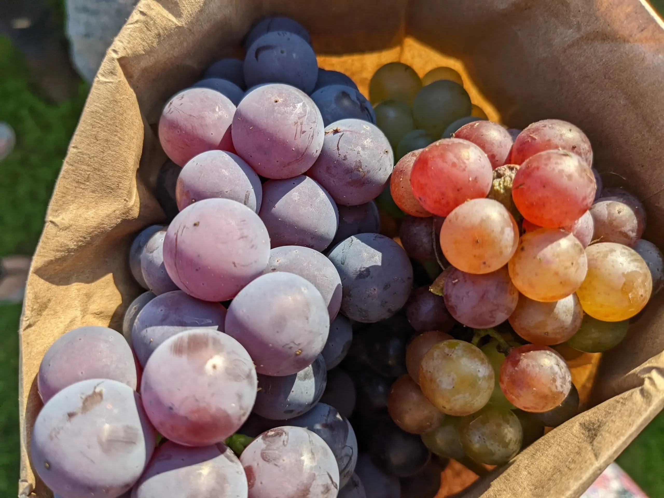 Sacs de raisins de différentes couleurs.