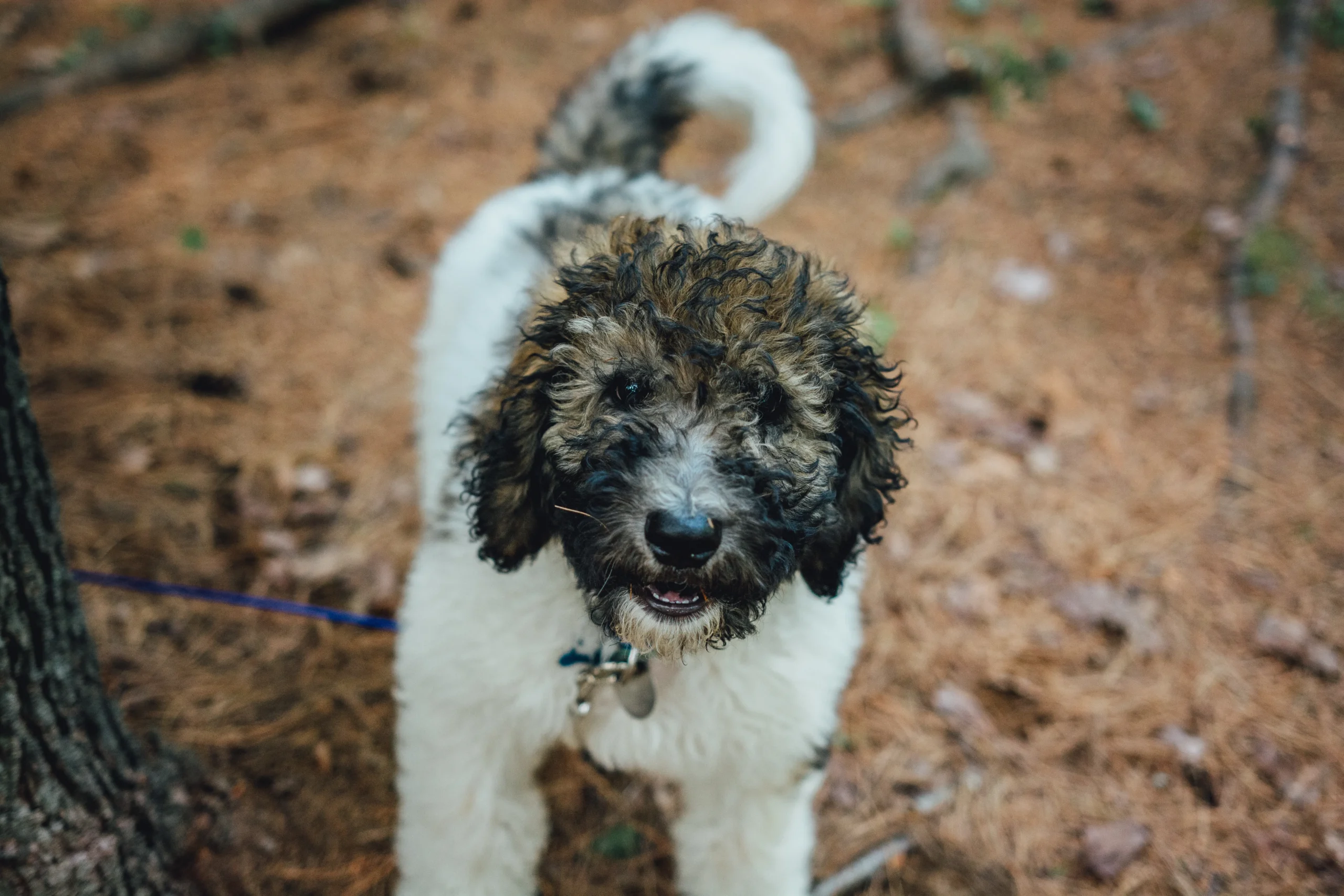 Chien bouclé sur sol forestier.