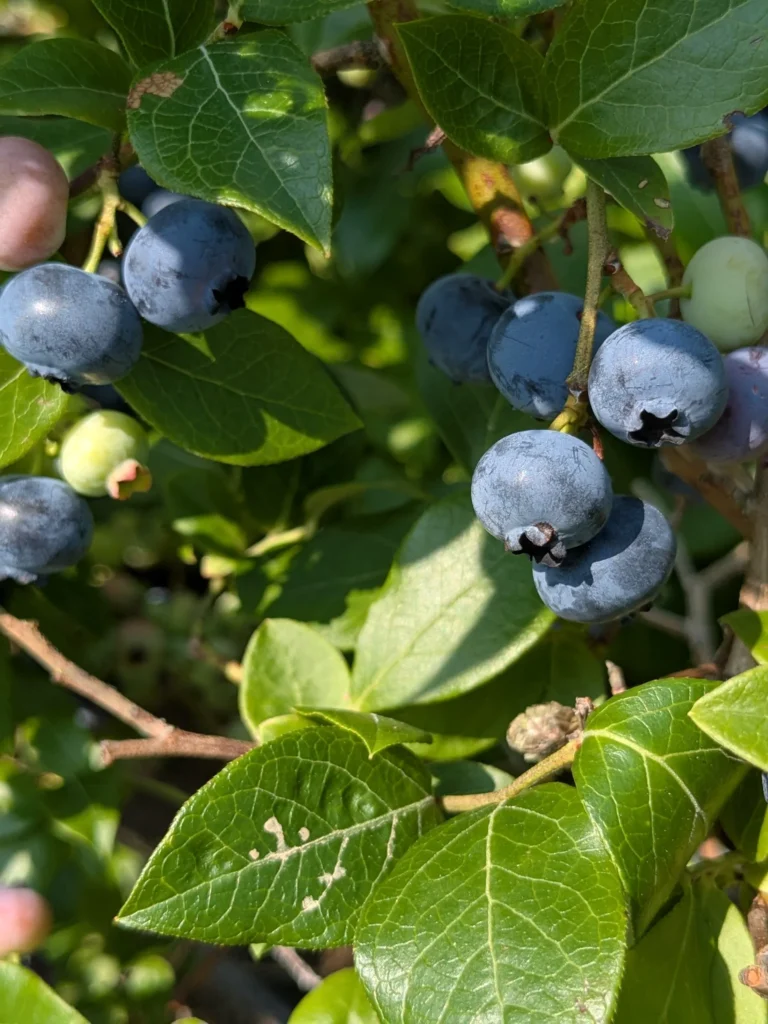 Gros plan de myrtilles sur arbuste vert.