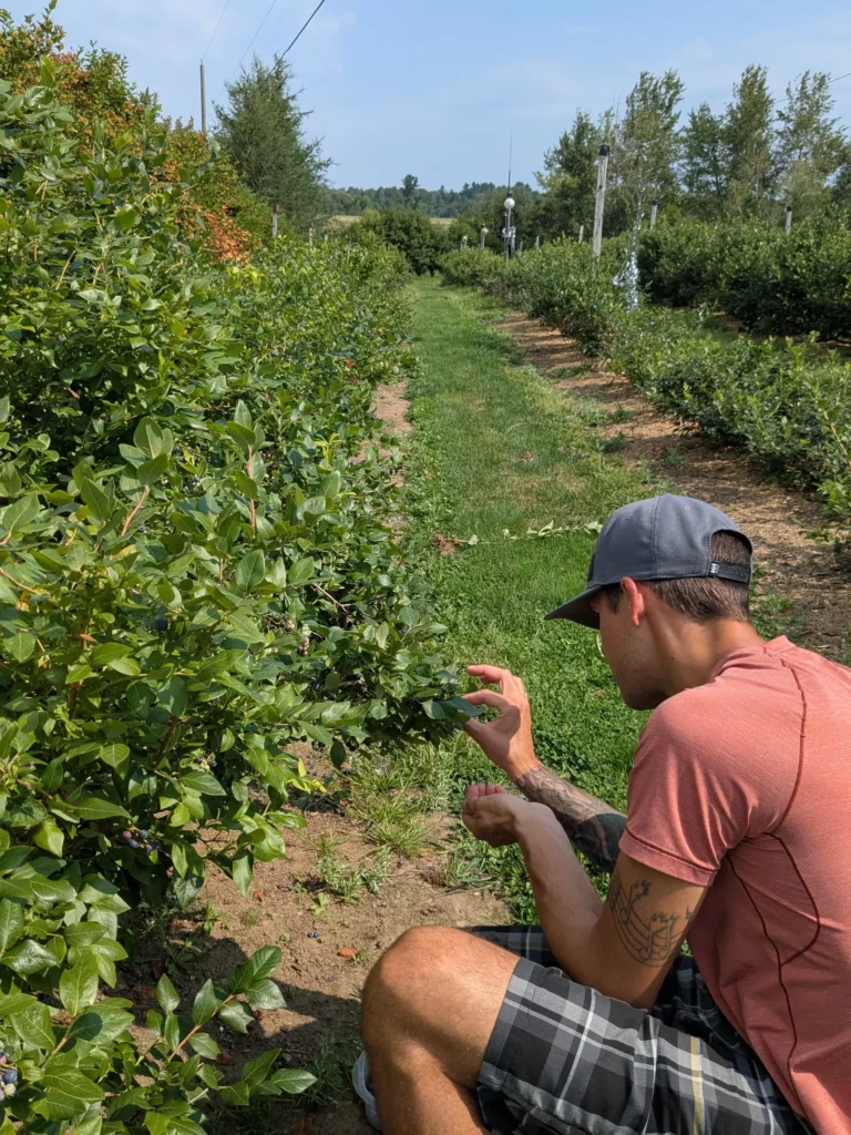 Homme cueillant des baies dans un champ verdoyant.