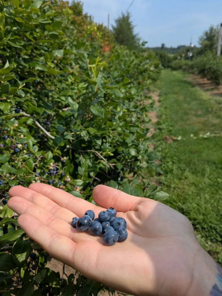 Main tenant des myrtilles dans un champ.