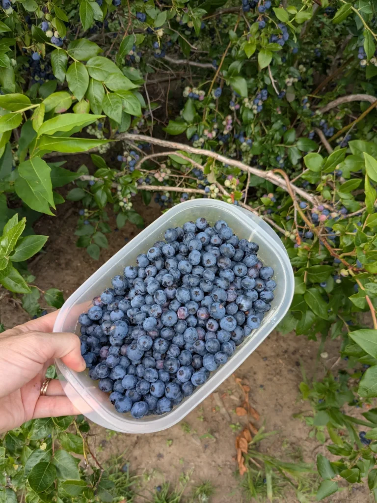 Main tenant un récipient rempli de myrtilles.