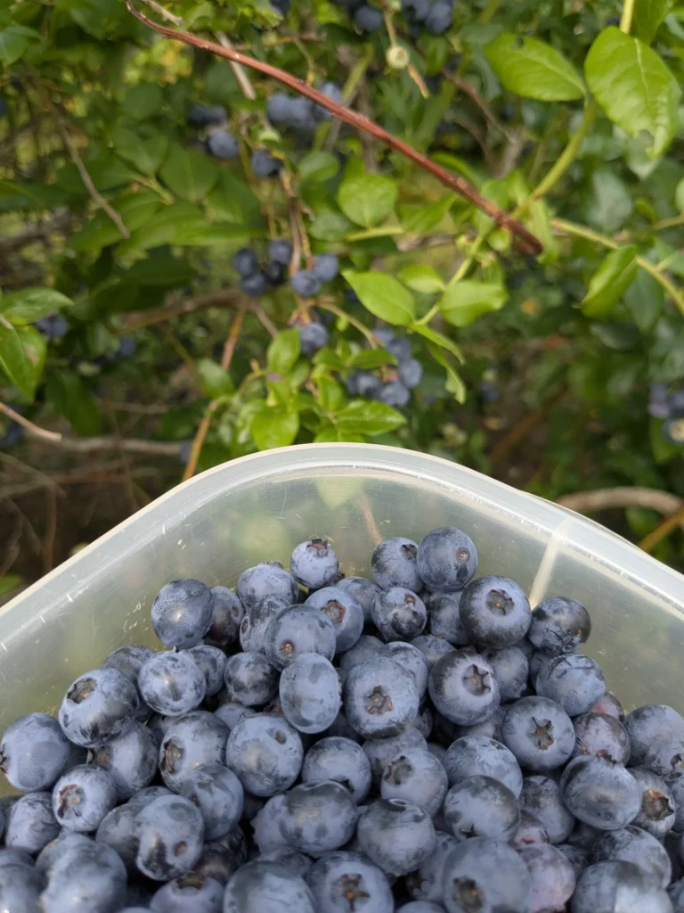 Récolte de myrtilles dans un récipient plastique.