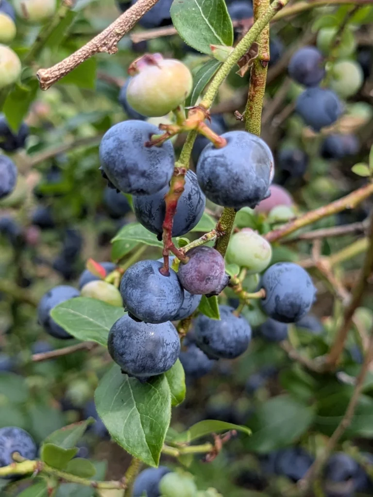 Grappe de myrtilles mûres sur branche.