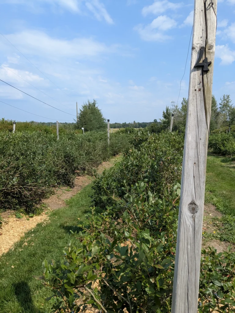 Champ de baies sous un ciel dégagé.