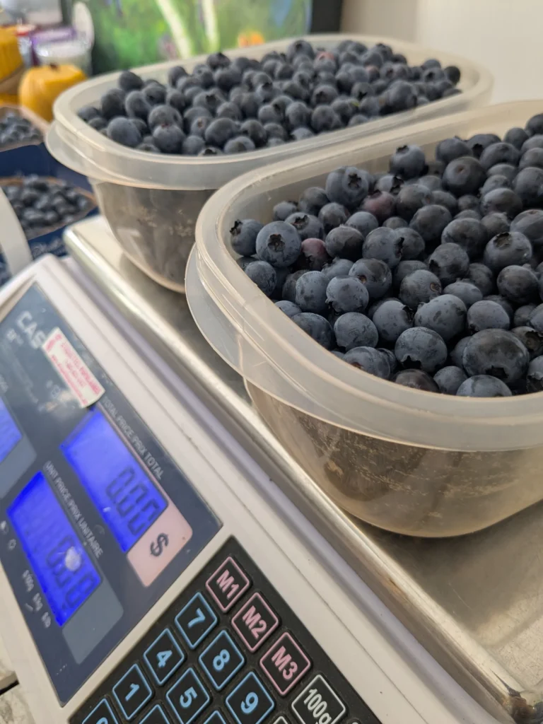 Récipients de myrtilles pesés sur une balance électronique.