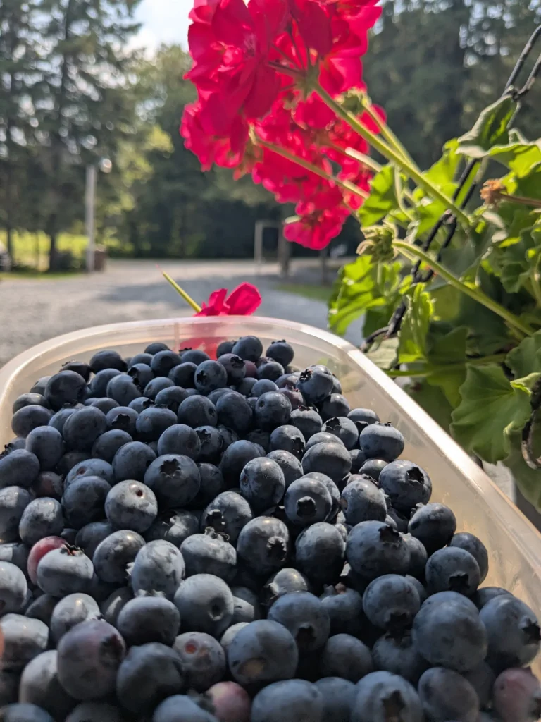 Myrtilles et géraniums rouges en plein air.