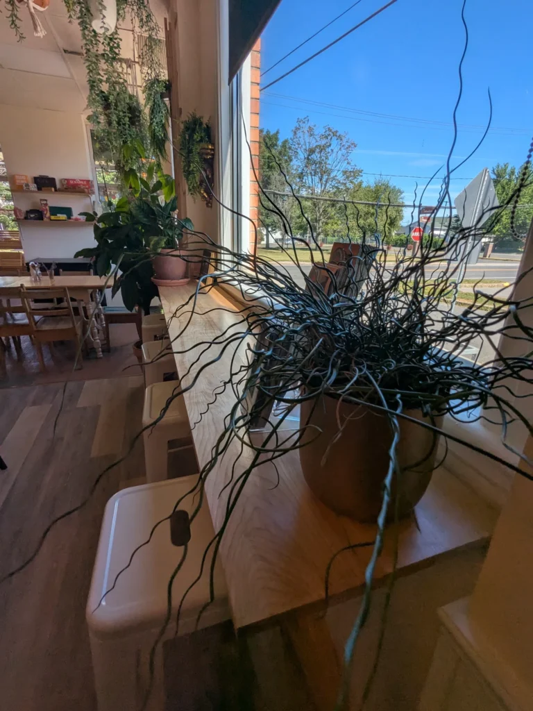 Intérieur de café avec plantes et fenêtre lumineuse.