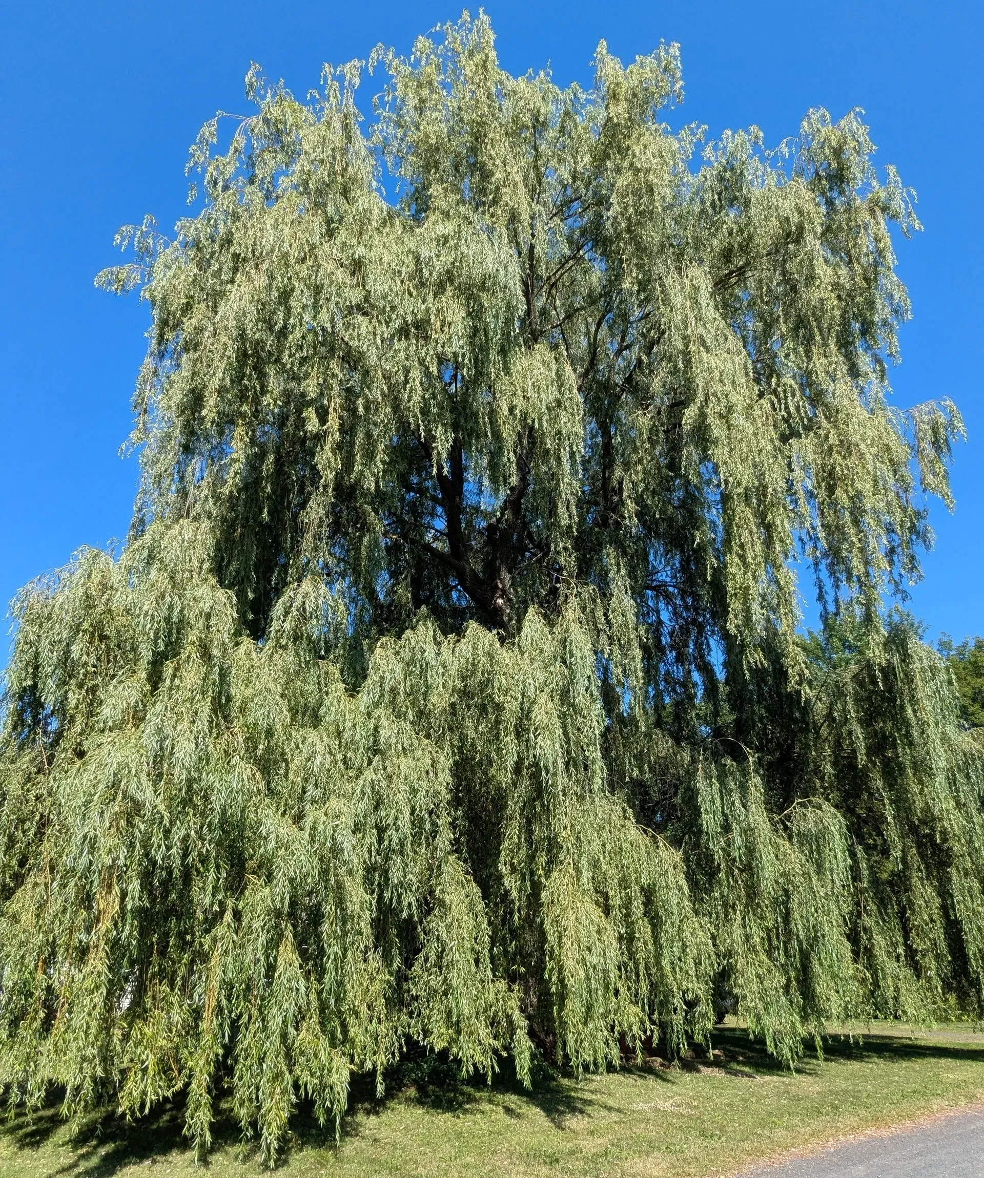Grand saule pleureur sur fond de ciel bleu.