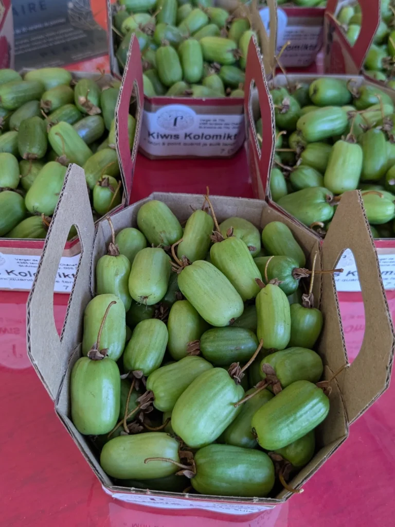 Plateaux de kiwis verts sur une table rouge.