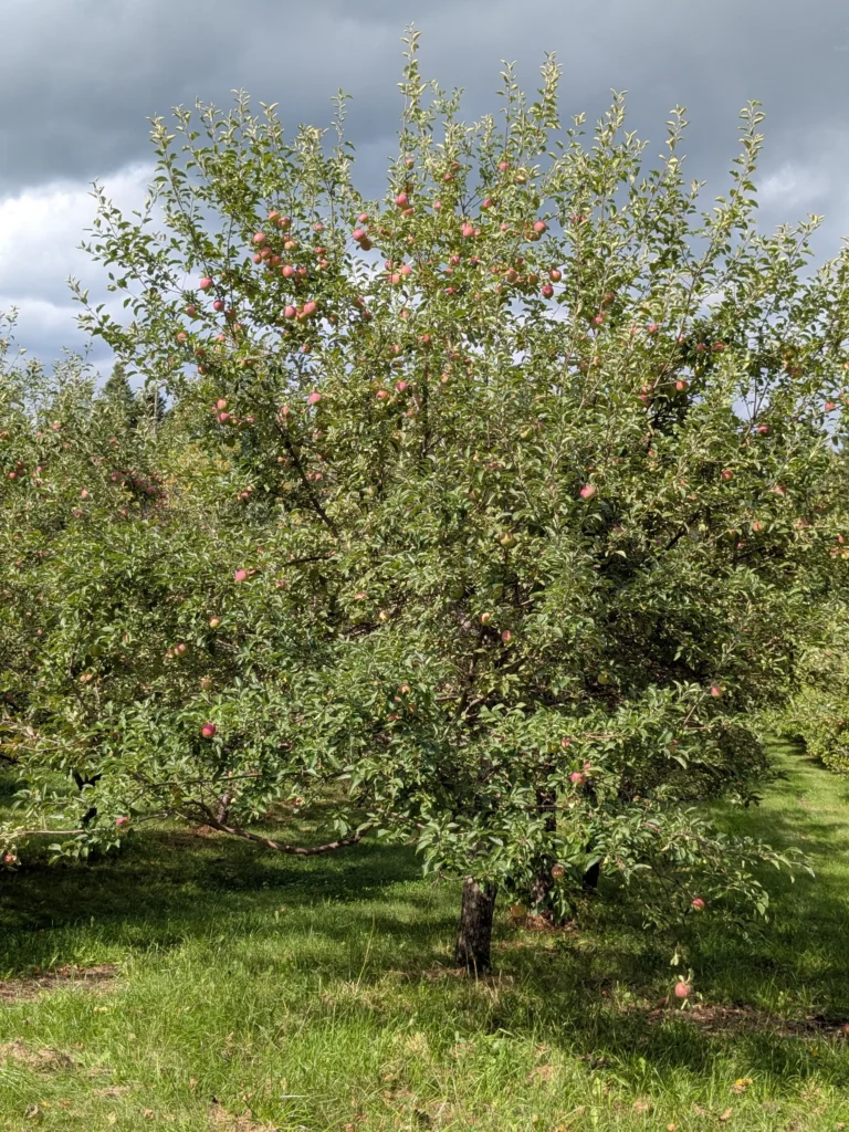 Pommier avec pommes rouges sous ciel nuageux
