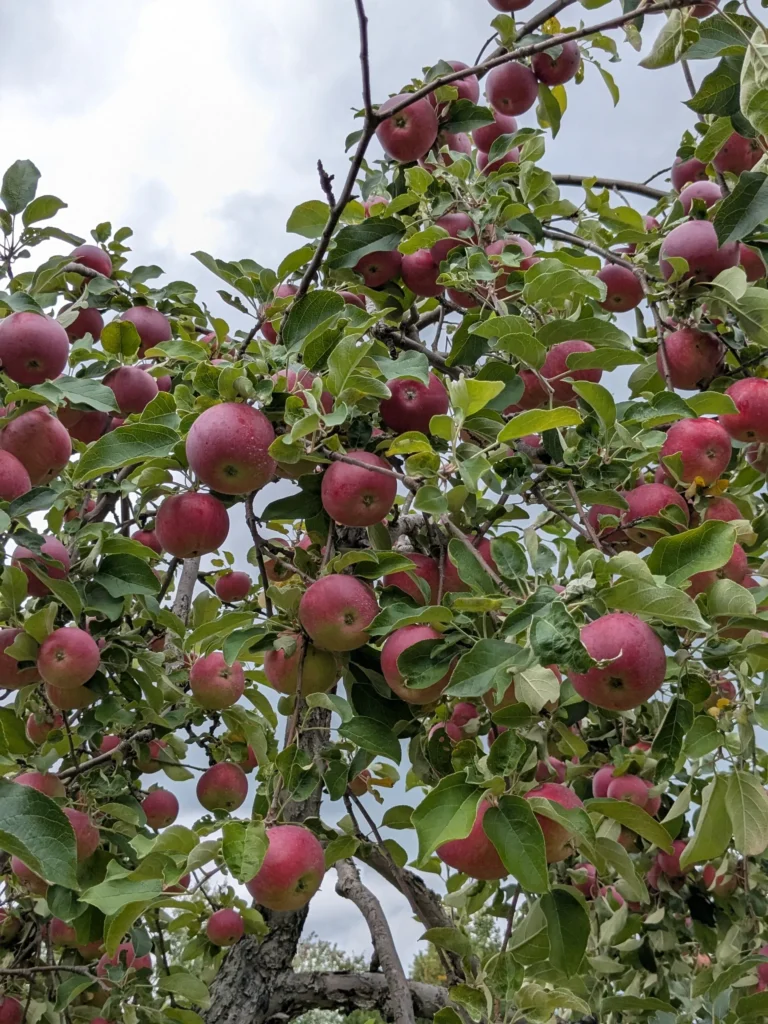 Pommes rouges sur arbre sous le ciel nuageux.