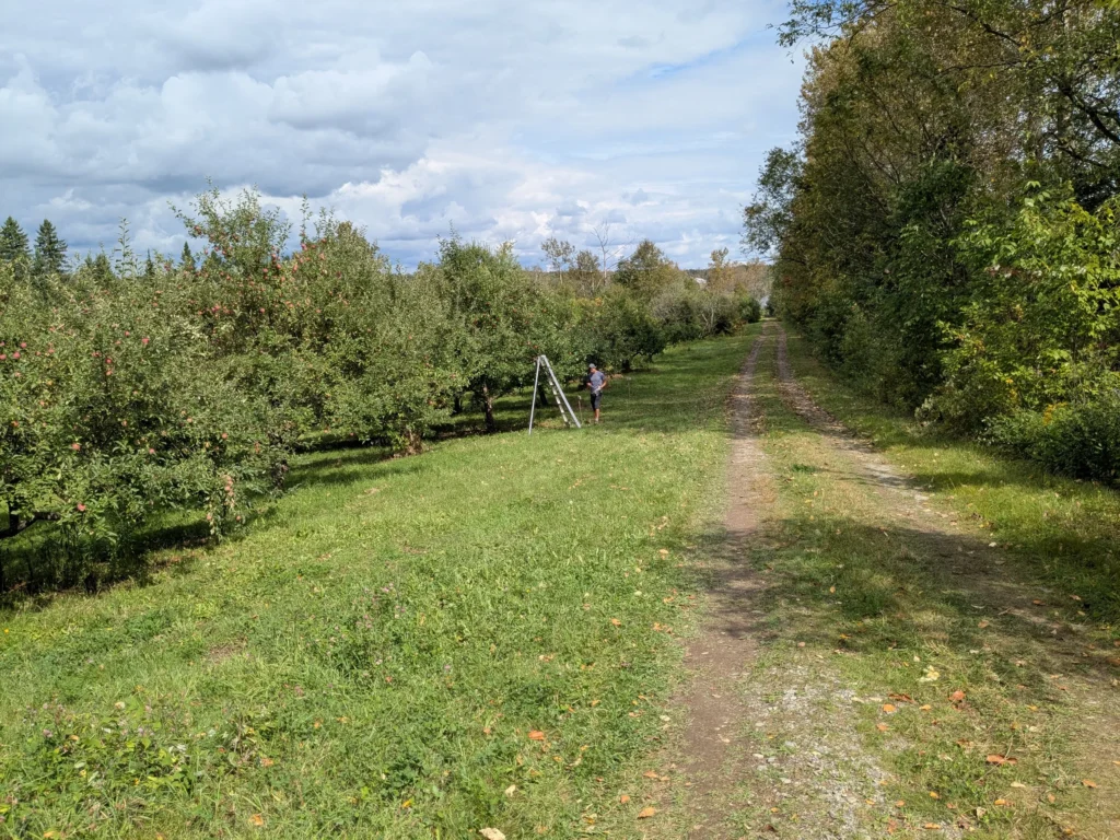 Vergers avec personne cueillant des pommes