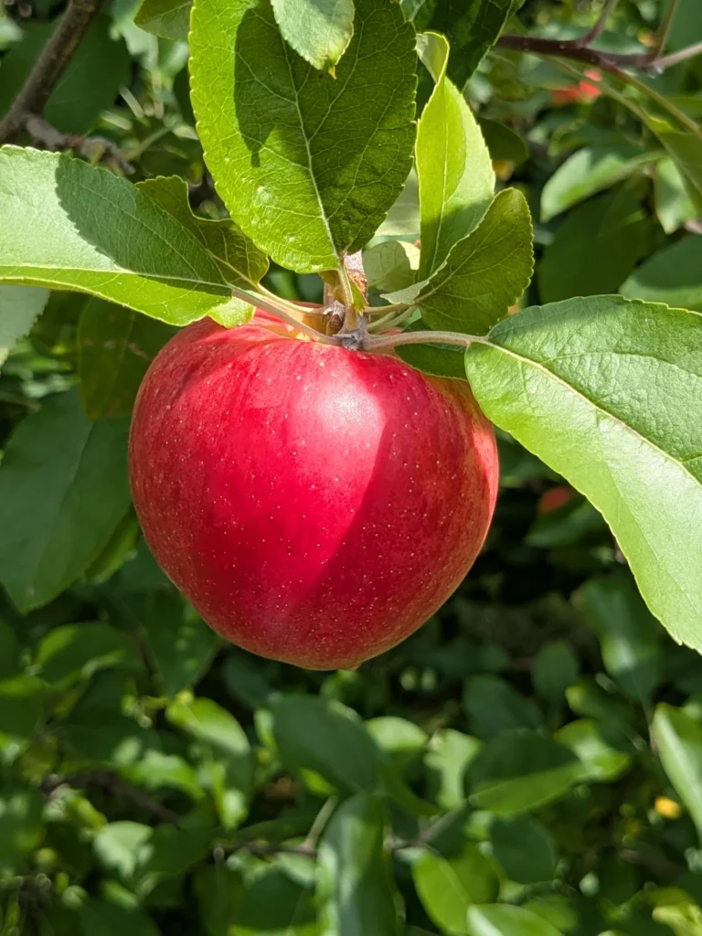 Pomme rouge sur un arbre avec des feuilles vertes.