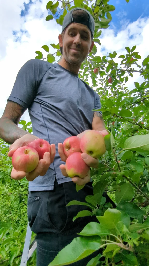 Homme récolte des pommes dans un verger.