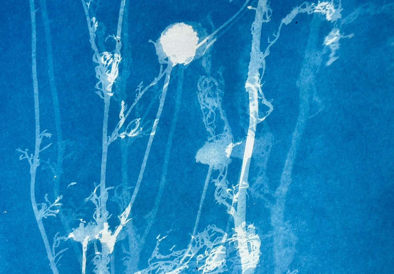 Cyanotype of delicate plant stems.