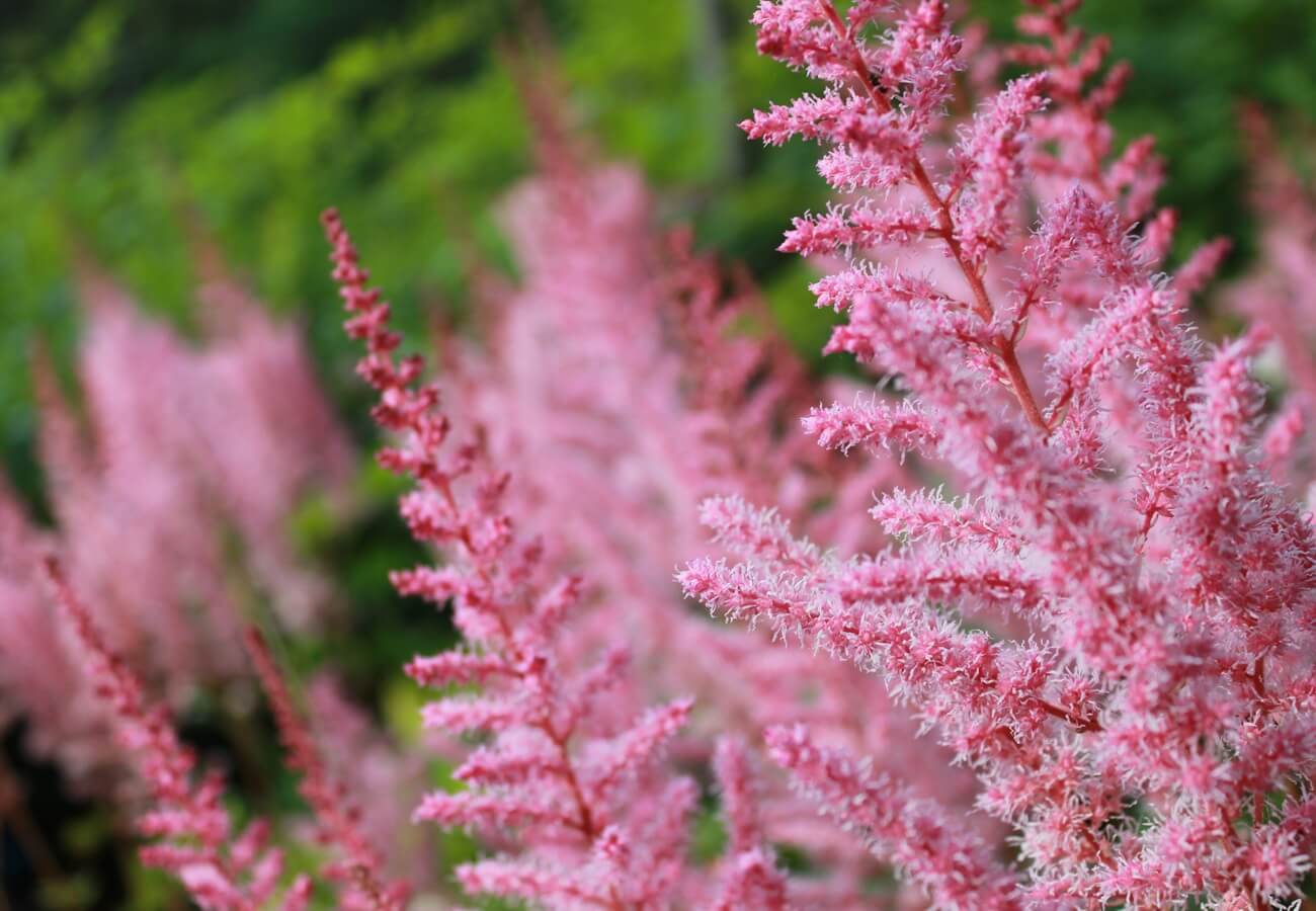 Fleurs roses délicates dans la nature